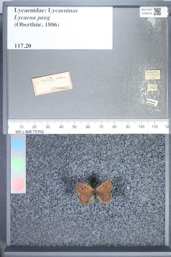 Media type: image;   Entomology 66274